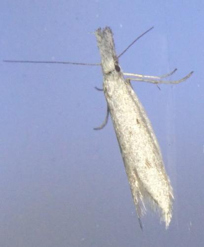 Pleurota sp.